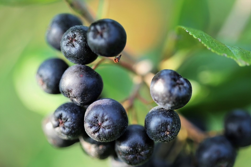 aronia na krzaczku